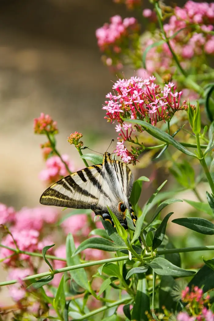 hero-img-01 Scarce Swallowtail butterfly perched on vibrant pink flowers with lush greenery.